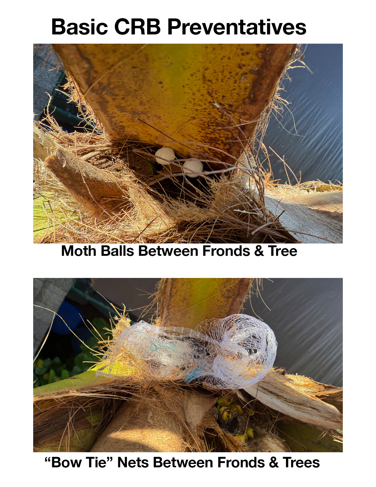 Basic CRB Preventatives