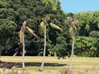 CRB Infested Trees Olo Mana GC
