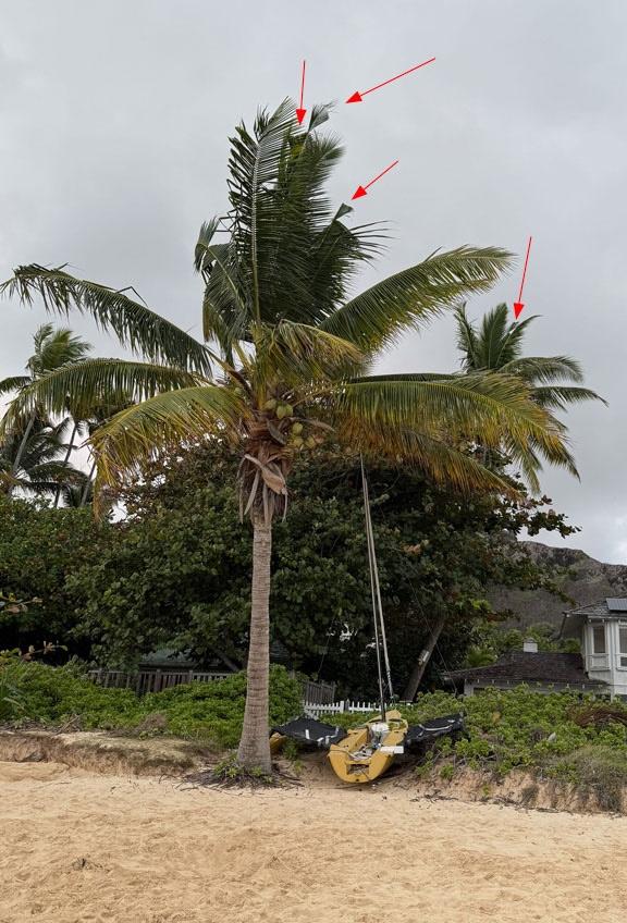 Infested tree on Lanikai Beach