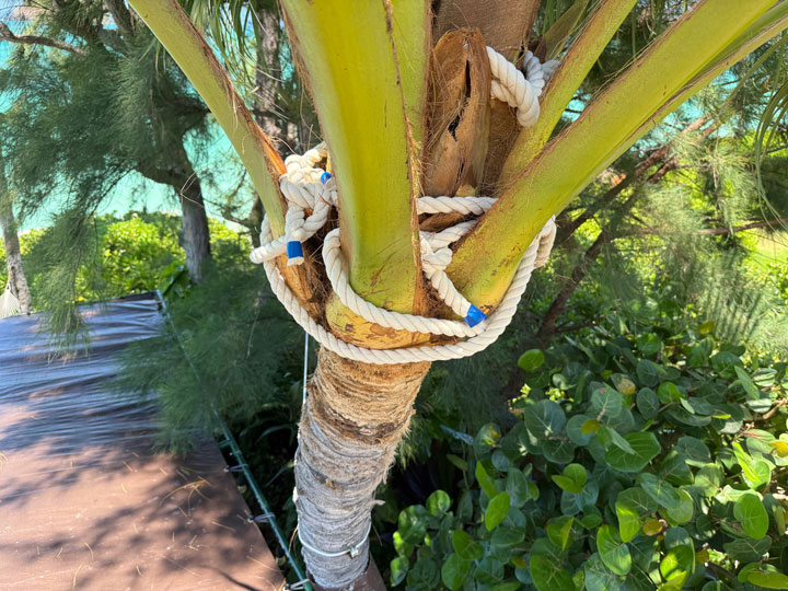 Coconut Tree with Ropes