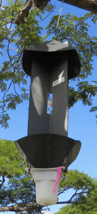 CRB panel trap hanging in a tree