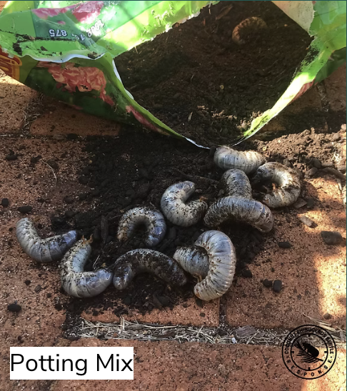 Potting mix