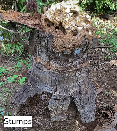 Tree stumps